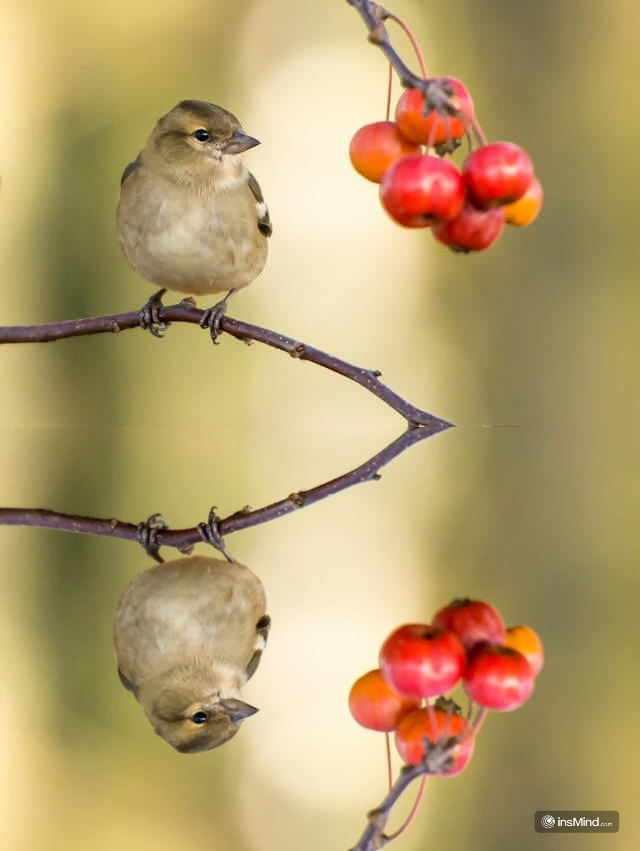 Comparison of an image before and after vertical flipping using the insMind tool