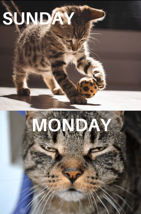 Sunday night vs Monday morning