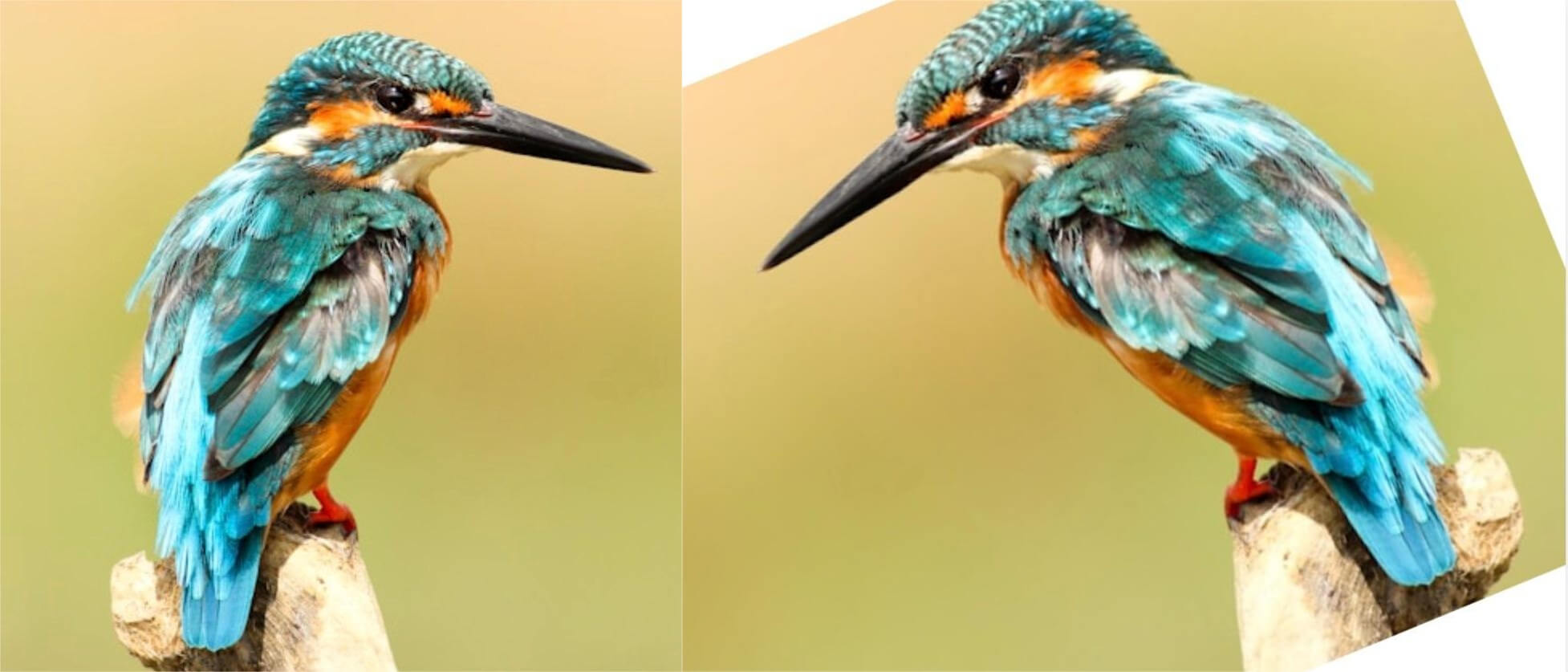 Comparison of an image before and after rotation using the insMind tool