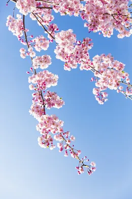 春天樱花摄影